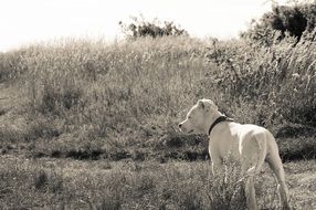 black and white photo of the dog on the meadow