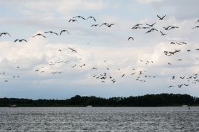 gray geese over the lake