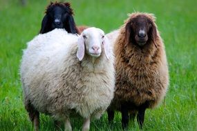 brown and white sheep