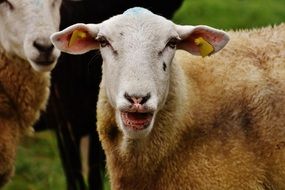 Sheep Meadow Outdoors