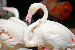 flamingos like a water bird