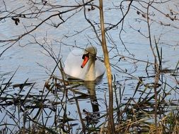 Pond Swan Nature
