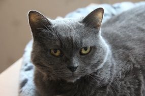 charming Cat Face