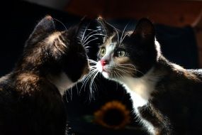 cat is reflected in the mirror