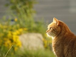 Cute fluffy feline