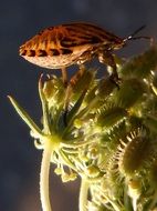Beetle Orange Insect