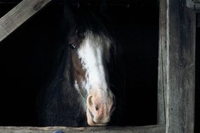 bald faced horse head in Stall