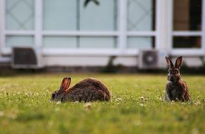 brown rabbits on a green lawn