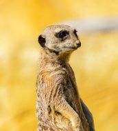 meerkat is watching nature