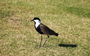 Peewit Red-Wattled bird