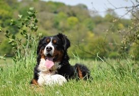 dog stuck out his tongue in the field