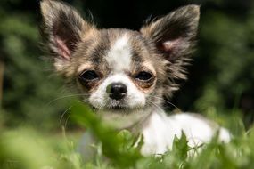 Chihuahua puppy on grass