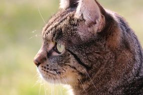 cute and beautiful Mackerel cat