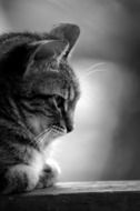 black and white image of a cat