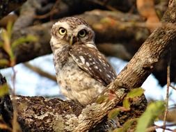 Spotted Owlet or Athene brama in wild, india