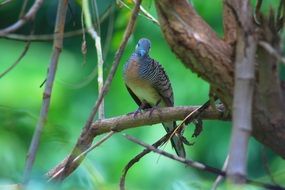 colorful wild Dove on tree