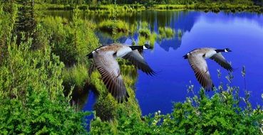 wild ducks fly over a beautiful blue lake