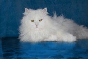 fluffy white cat against a blue wall