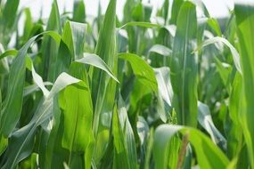 corn with green leaves on the field