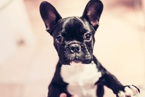 Curious Black puppy Dog portrait