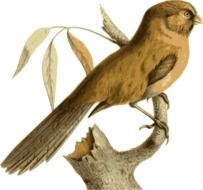 illustration of a brown bird on the branch