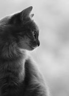 gray cat in profile close up