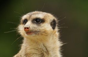 photo portrait of meerkat
