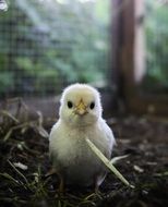 Small cute chick close up in a cage
