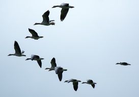 wild geese like migratory birds