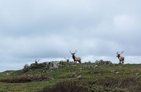 herd of reindeer (caribou)