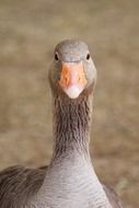 Goose on a farm