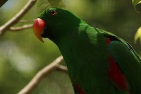 dark green parrot close up
