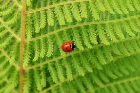 Ladybug on the Leaf Green