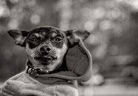 Miniature Pinscher in costume