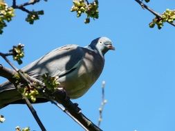 gray dove on a tree in light and shadow