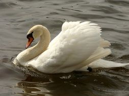 pride white swan