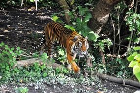 tiger in the wild
