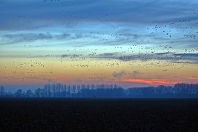 flocks of wild geese in the blue evening sky