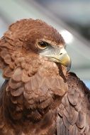 portrait of brown eagle on blurred background