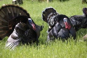 turkey on green grass