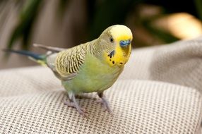Bird Yellow Nature
