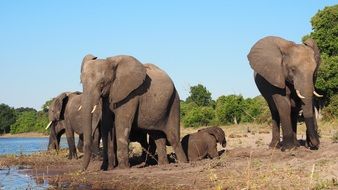 picture of the elephants in a national park in Africa