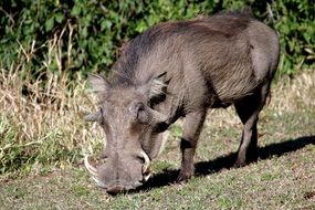 Warthog Pig