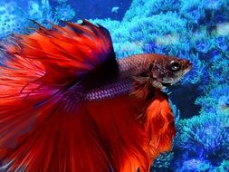 aquarium fish with red tail