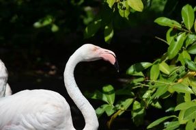 flamingo on the background of green bushes