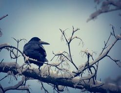 Crow in winter on a branch at dusk