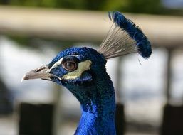 Head Blue Peacock