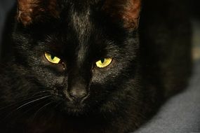 Feline with bright eyes