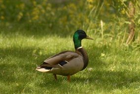 mallard drake on meadow