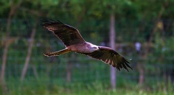black bird hunts snakes